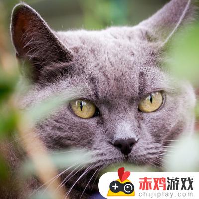 为什么抖音那么多猫变音(抖音猫变人)