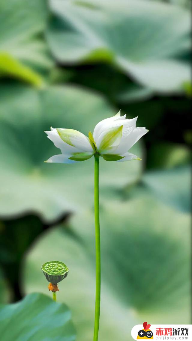 抖音评论区莲花(小莲花)