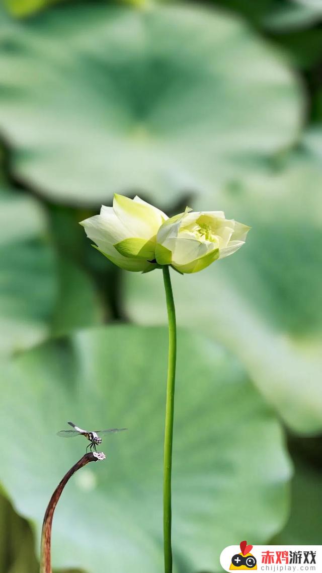 抖音评论区莲花(小莲花)