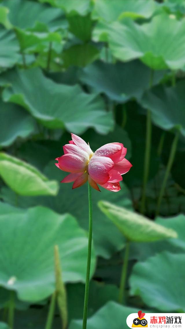 抖音评论区莲花(小莲花)