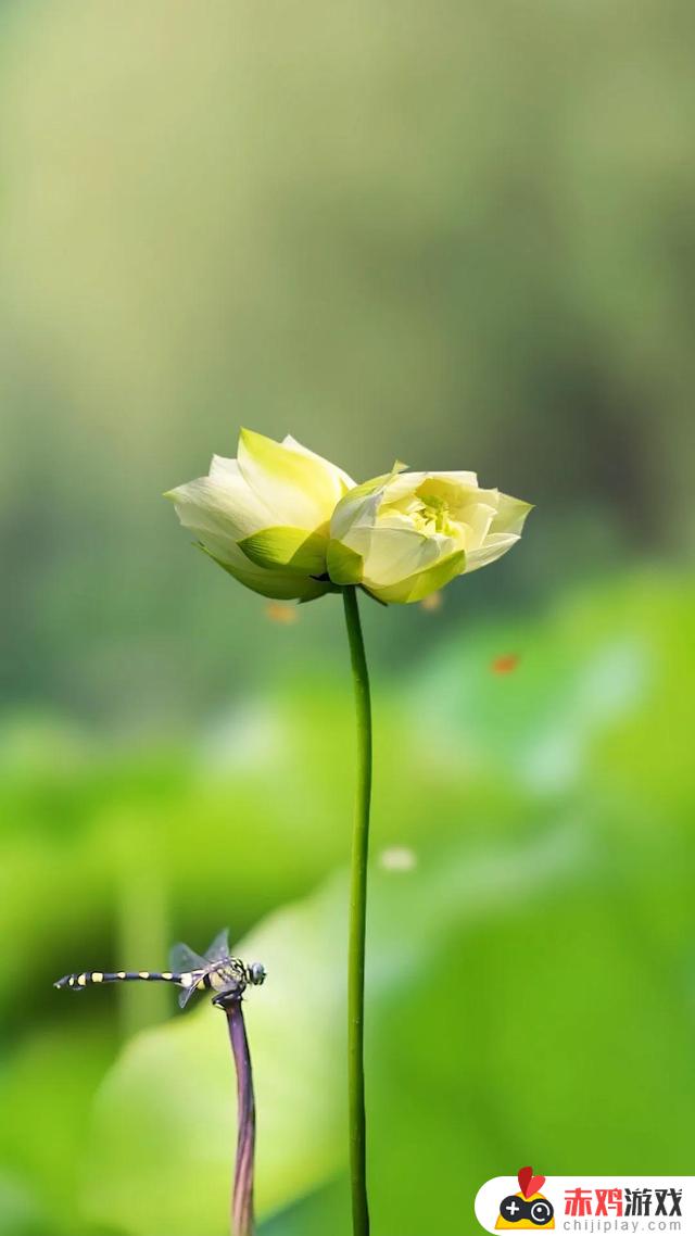 抖音评论区莲花(小莲花)